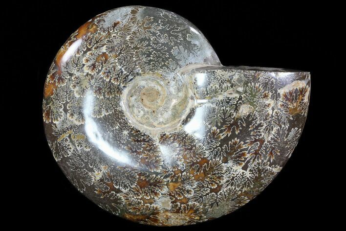 Polished, Agatized Ammonite (Cleoniceras) - Madagascar #72877